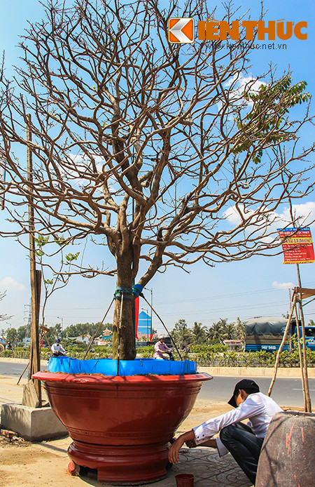 Chỉ còn hơn 10 ngày nữa là tới Tết Nguyên đán Ất Mùi 2015 nên các nhà vườn càng tất bật hơn cho những gốc mai của mình. Các nhà vườn cho biết, bắt đầu từ ngày 23 tháng Chạp cúng ông Táo, các gốc mai sẽ được xuất ra khỏi vườn.