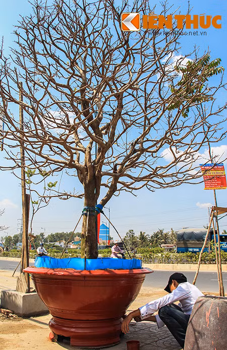 Chỉ còn hơn 10 ngày nữa là tới Tết Nguyên đán Ất Mùi 2015 nên các nhà vườn càng tất bật hơn cho những gốc mai của mình. Các nhà vườn cho biết, bắt đầu từ ngày 23 tháng Chạp cúng ông Táo, các gốc mai sẽ được xuất ra khỏi vườn. 