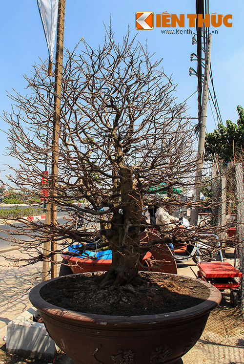 Trên đại lộ Phạm Văn Đồng (đoạn qua quận Thủ Đức, TP HCM), nhiều gốc mai khủng giá hàng trăm triệu đã được các nhà vườn đưa xuống đường, chuẩn bị xuất hàng ra Hà Nội.