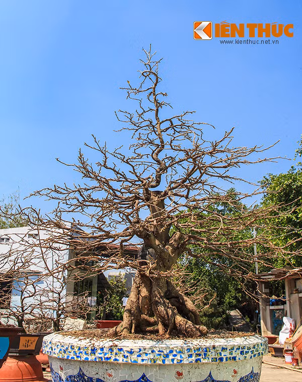 Đa số những gốc mai có dáng đẹp đều đã được khách hàng đặt trước, chỉ chờ đến ngày giáp Tết là chuyển đi.