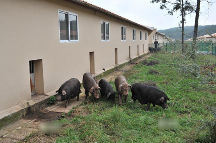 Nguyên liệu để làm thịt xông khói được tuyển chọn từ giống lợn truyền thống địa phương với chiều dài móng guốc nhỏ hơn xương đùi.