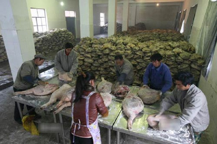 Ướp muối được xem là giai đoạn quan trọng nhất. Theo truyền thống, ướp muối chỉ được thực hiện vào mùa đông khi nhiệt độ và độ ẩm ổn định, lý tưởng để thịt lợn có thể lên men.