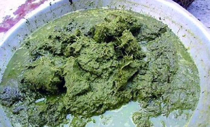 Các khâu chế biến lẩu phân bò cũng vô cùng công phu. Trước khi mổ 1 đến 2 ngày, bò sẽ được ăn thật nhiều cỏ tươi trộn cùng các loại thảo dược khác như thạch xương bồ, hoắc hương, xuyên khung...