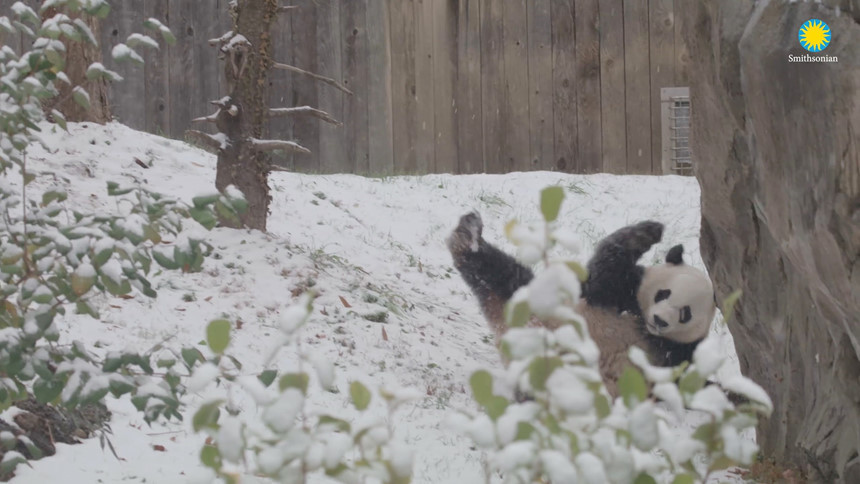 Tuyết phủ dày hầu khắp thủ đô Washington. Trong ảnh, gấu trúc Bei Bei tại vườn thú quốc gia Smithsonian ngã lăn vì tuyết trơn trượt. Các cơ quan chức năng thậm chí còn cảnh báo nguy cơ lũ lụt tại một số khu vực.