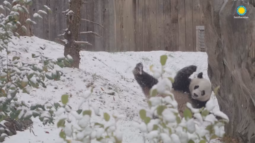 Tuyết phủ dày hầu khắp thủ đô Washington. Trong ảnh, gấu trúc Bei Bei tại vườn thú quốc gia Smithsonian ngã lăn vì tuyết trơn trượt. Các cơ quan chức năng thậm chí còn cảnh báo nguy cơ lũ lụt tại một số khu vực.