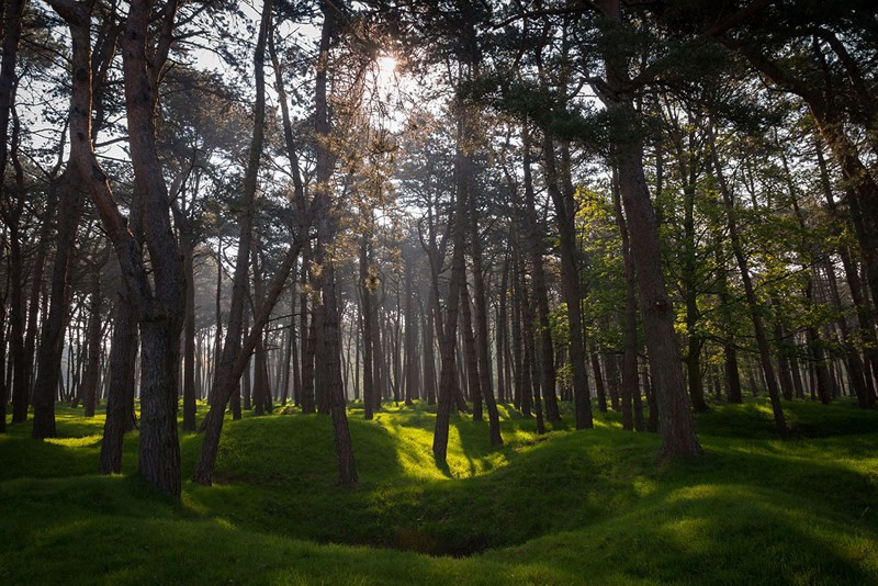 Ánh nắng chiếu trên các hố bom và các khu rừng mới mọc tại Rặng đồi Vimy của Pháp.