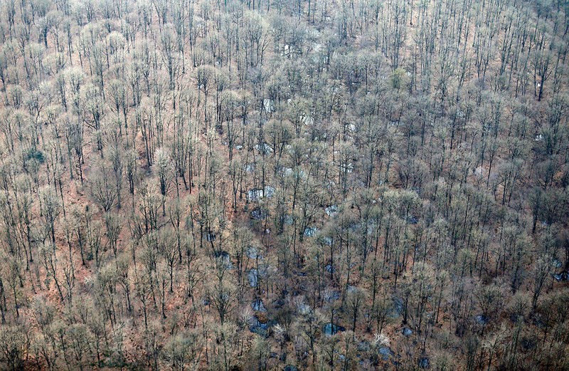 Ảnh chụp trên cao cho thấy khu rừng trên cao nguyên Californie gần Craonne, Pháp, nơi đến nay vẫn còn vết đạn pháo và đường hào.