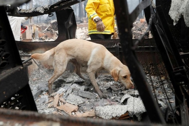 Chó Echo nhảy vào bên trong một ô tô đã cháy rụi để tìm kiếm.