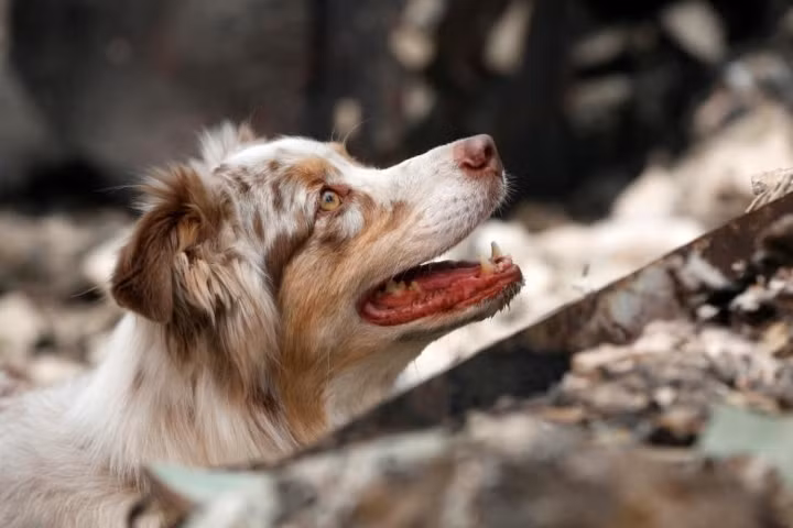 Loài chó được trời phú cho khả năng đánh hơi cực tốt.