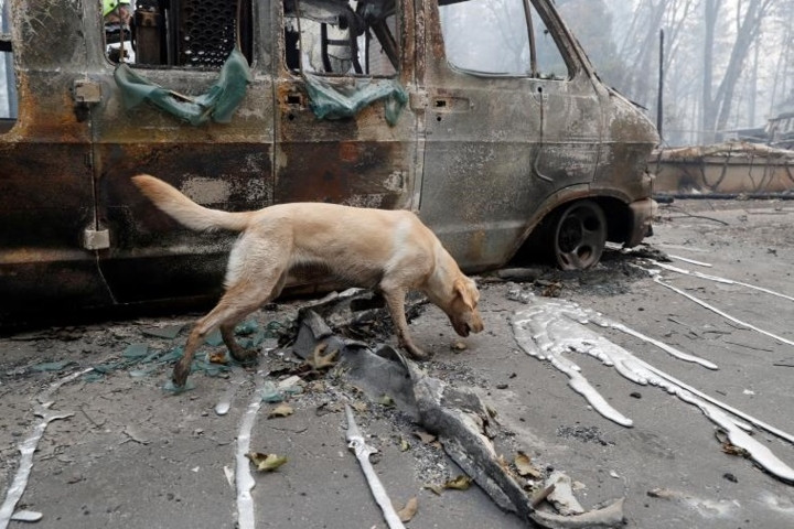 Chó Echo hít hít khi đi qua một chiếc ô tô cháy trơ khung với những phần kim loại bị nóng chảy. Karen định hướng cho chú chó tới những khu vực mới cần tìm kiếm.