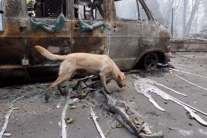 Chó Echo hít hít khi đi qua một chiếc ô tô cháy trơ khung với những phần kim loại bị nóng chảy. Karen định hướng cho chú chó tới những khu vực mới cần tìm kiếm.