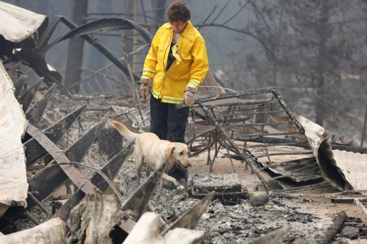 Chó Echo vẫn kiên trì với công việc sục sạo của mình.