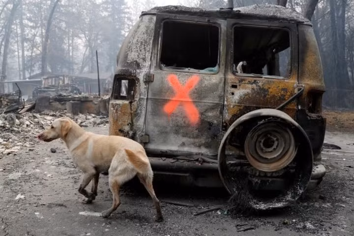 Lúc tìm kiếm như thế này, vợ chồng Atkinson phải dè chừng các mối nguy hiểm như đường dây điện thõng xuống, các hố sâu do cháy gốc cây, cành cây lủng lẳng...