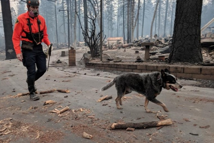 Một chú chó cứu hộ khác đang tìm kiếm xác người dọc theo một phố dân cư đã bị hỏa hoạn thiêu cháy.