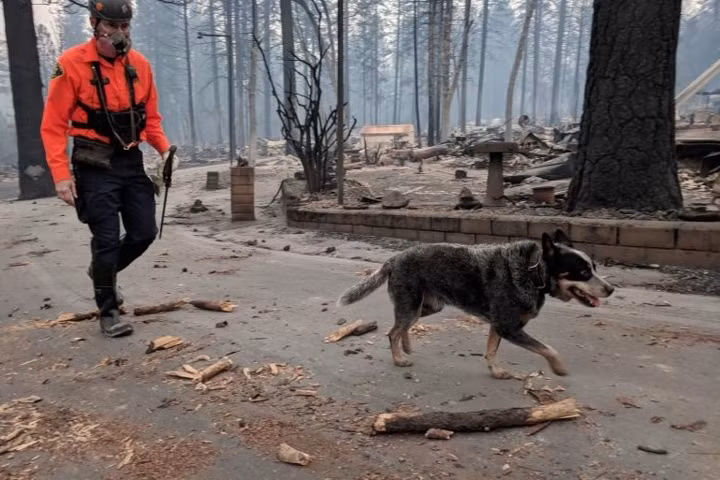 Một chú chó cứu hộ khác đang tìm kiếm xác người dọc theo một phố dân cư đã bị hỏa hoạn thiêu cháy.