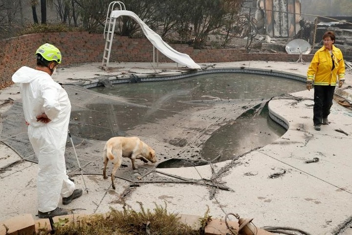 Chú chó Echo của cặp vợ chồng Karen - Lary Atkinson đang đánh hơi tìm các nạn nhân thiệt mạng trong vụ cháy rừng ở California, Mỹ.