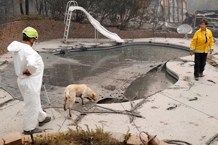 Chú chó Echo của cặp vợ chồng Karen - Lary Atkinson đang đánh hơi tìm các nạn nhân thiệt mạng trong vụ cháy rừng ở California, Mỹ.