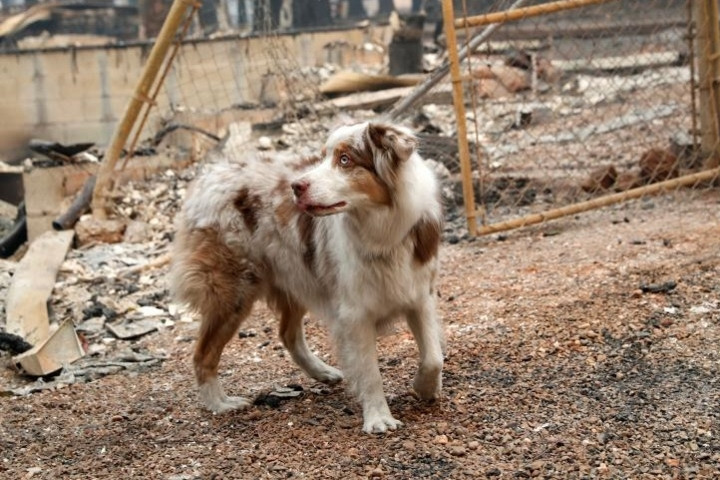 Chó cứu hộ IC đã có vẻ thấm mệt.