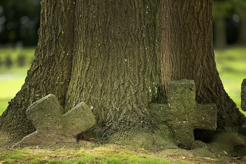 Những viên đá hình chữ thập đánh dấu vị trí mộ của các binh lính Đức, nay theo thời gian đã có một lớp rêu phong và một cái cây lớn đã mọc lên ở ngay sát chúng, tại Nghĩa trang Quân đội Đức Hooglede ở Hooglede, Bỉ.