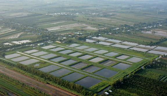 Những vuông tôm, ao nuôi thủy sản vuông vắn trông như một bàn cờ.