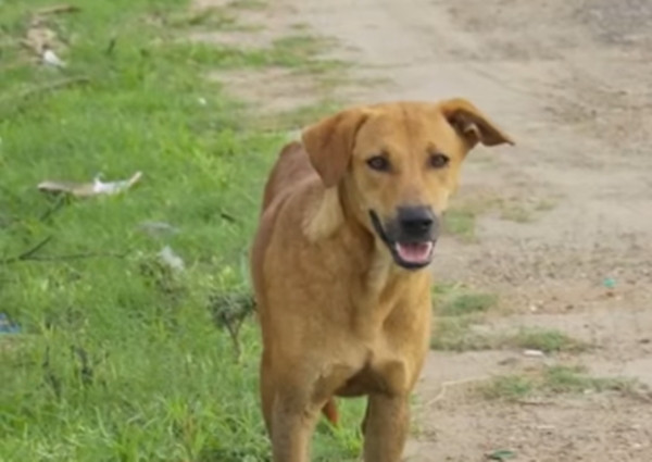 Sau khi kết hôn, anh ta vẫn tiếp tục duy trì mối quan hệ với Kumari, khiến cô gái trẻ hoàn toàn không hay biết mình đang là người tình của một người đàn ông đã có vợ.