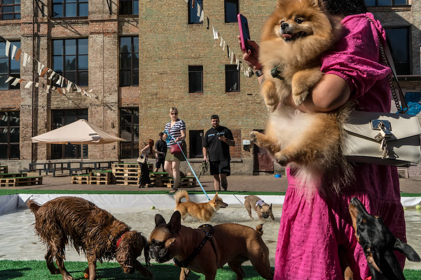 Trong hai năm qua, số lượng người nuôi chó ở Ukraine tăng nhanh chóng khi mọi người muốn tìm kiếm sự an ủi từ chúng trong bối cảnh cuộc xung đột với Nga vẫn tiếp diễn. Những chú Yorkie, poodle và bichon frisé giờ đây có thể dễ dàng được bắt gặp trên các con phố ở thủ đô Ukraine. Ảnh: New York Times.