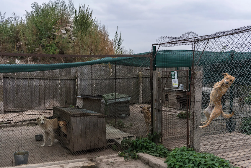 Nghiên cứu cho thấy chó giúp chữa lành tâm lý, đặc biệt với các binh sĩ bị thương trở về từ chiến trường. Việc nuôi chó cũng giúp nhiều người cảm thấy bình yên và tập trung vào điều tích cực.