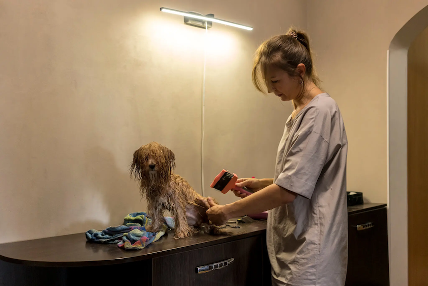 Số lượng chó được nuôi và nhận nuôi tăng mạnh trong thời gian chiến sự diễn ra. Các dịch vụ chăm sóc thú cưng tại Kiev đã ghi nhận số lượng chó nhỏ như poodle và bichon frisé trở nên phổ biến trên các con phố.