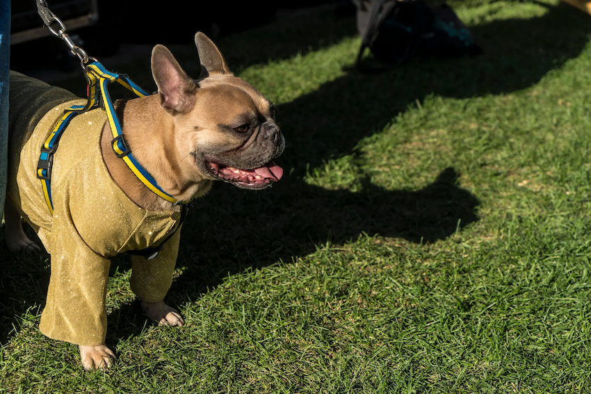 Đối với nhiều người dân ở Ukraine, chó đã trở thành thành viên không thể thiếu trong gia đình, chia sẻ mọi khó khăn của cuộc sống thời chiến, từ tiếng bom nổ đến cảnh mất điện.