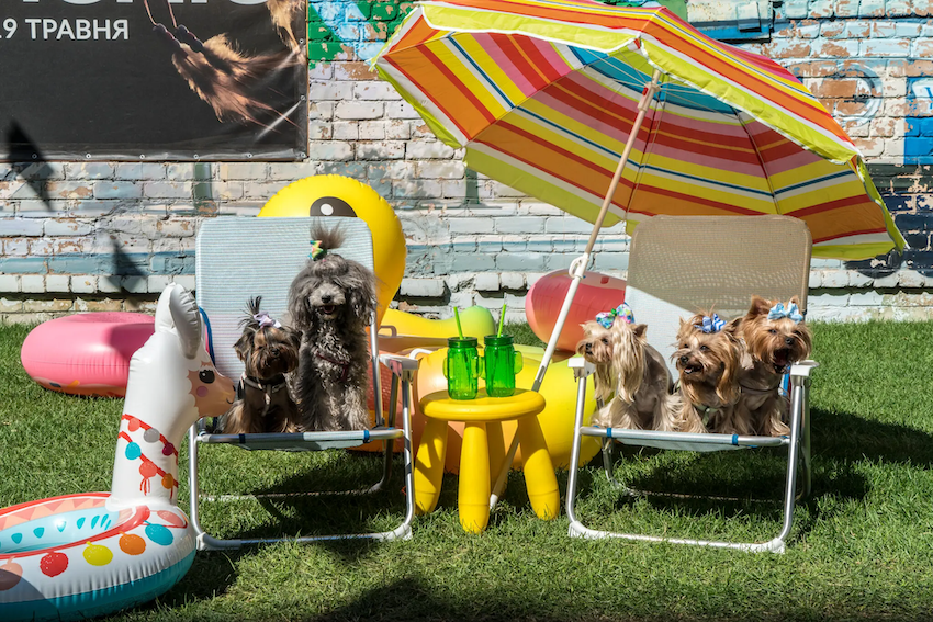  Lễ hội PesDay là minh chứng cho phong trào nuôi chó tại Ukraine, với các gian hàng quần áo cho chó và tinh thần chia sẻ, giúp đỡ những chú chó bị bỏ rơi trong thời chiến.