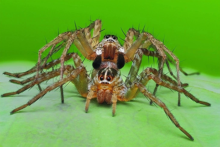 Nói cách khác, nhện sói là loài săn mồi chủ động. Thay vì giăng lưới bắt mồi như nhiều loài nhện khác, chúng chạy nhanh và truy đuổi con mồi, tương tự như cách một con sói săn đuổi con mồi của nó, từ đó có tên gọi "nhện sói".