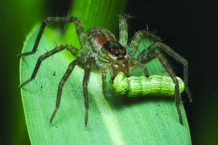 Theo tìm hiểu, nhện sói có tên khoa học là Lycosidae, rất giỏi và nhanh nhẹn với thị lực rất tốt. Chúng chủ yếu sống đơn độc và đi săn một mình, không giăng lưới.