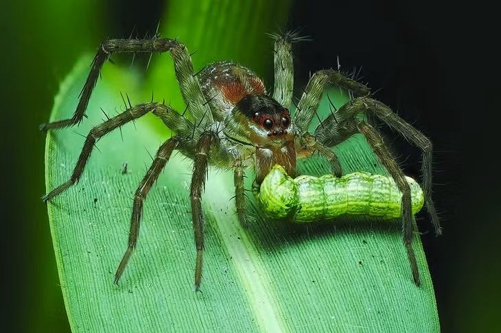 Theo tìm hiểu, nhện sói có tên khoa học là Lycosidae, rất giỏi và nhanh nhẹn với thị lực rất tốt. Chúng chủ yếu sống đơn độc và đi săn một mình, không giăng lưới.
