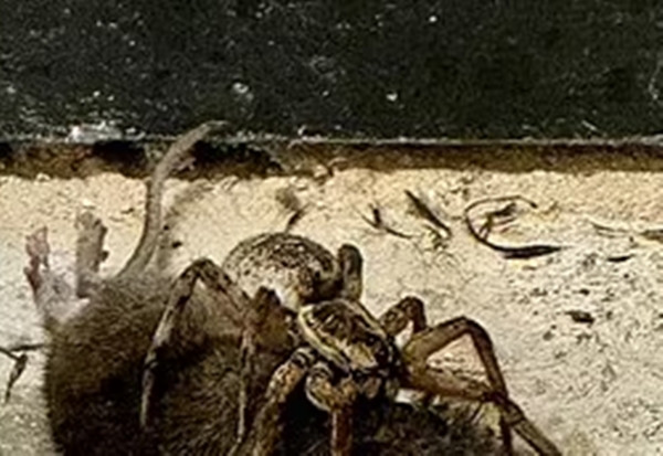 Sau khi Meagen Wallace chụp lại vài hình ảnh và chia sẻ trên mạng, chuyên gia nhện học người địa phương Ashley Wahlberg đã bày tỏ sự ngạc nhiên. Ông giải thích rằng mặc dù nhện sói là loài săn mồi chủ động, việc chúng tấn công con mồi lớn hơn mình là rất hiếm gặp và thường chỉ xảy ra ở các loài nhện lớn hơn.