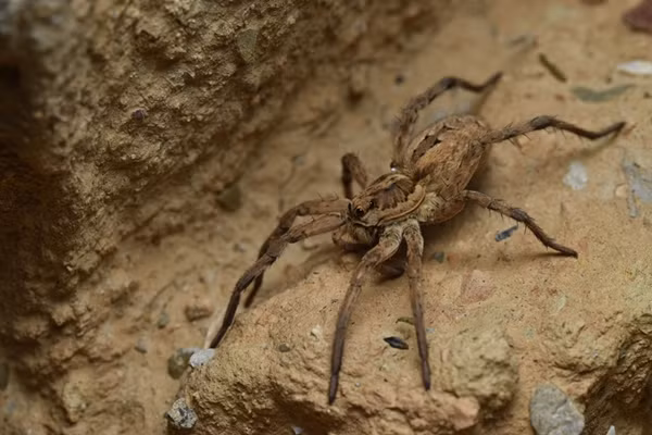 Ashley Wahlberg cũng nhận xét rằng không có dấu hiệu của mạng nhện tại hiện trường, cho thấy con nhện sói này có thể đã dựa vào sức mạnh, tốc độ và nọc độc của mình để nhanh chóng hạ gục con chuột mà không cần dùng đến mạng nhện để bắt mồi.