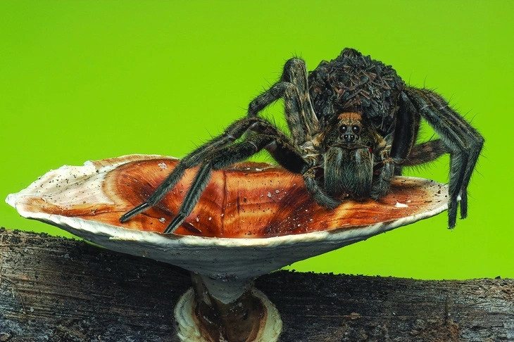 Dù vẻ ngoài có thể khiến nhiều người e sợ, nhện sói vẫn là một phần quan trọng trong hệ sinh thái, giúp kiểm soát số lượng côn trùng và duy trì sự cân bằng tự nhiên.