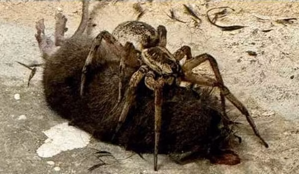 Theo Daily Mail đưa tin, sự việc xảy ra khi Meagen Wallace, một nhà khoa học chuyên ngành môi trường đang chuẩn bị đưa con trai 3 tuổi đi học. Khi ra đến cửa nhà, cô phát hiện một vật thể lạ mà ban đầu tưởng là phân của chú chó hàng xóm. Tuy nhiên, khi bực bội đến gần và nhìn kỹ lại, Meagen Wallace nhận ra đó là một con chuột cống đã chết và một con nhện sói khổng lồ đang từ từ gặm đầu con mồi.