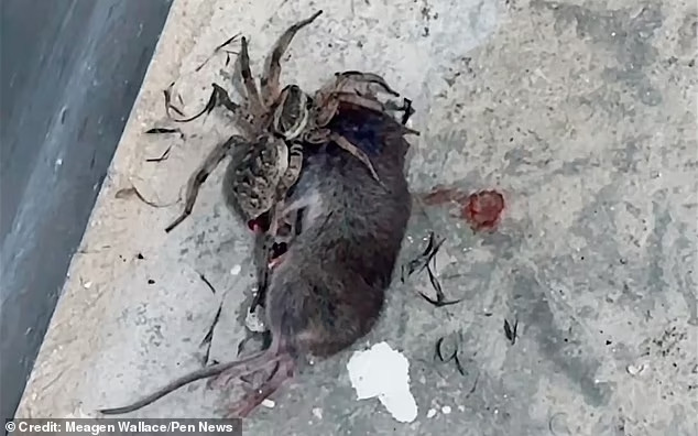 Mặc dù đã từng chứng kiến nhiều cảnh tượng kỳ lạ trong các chuyến nghiên cứu ở rừng rậm hẻo lánh trên khắp thế giới, Meagen Wallace vẫn không khỏi bàng hoàng trước cảnh tượng này.