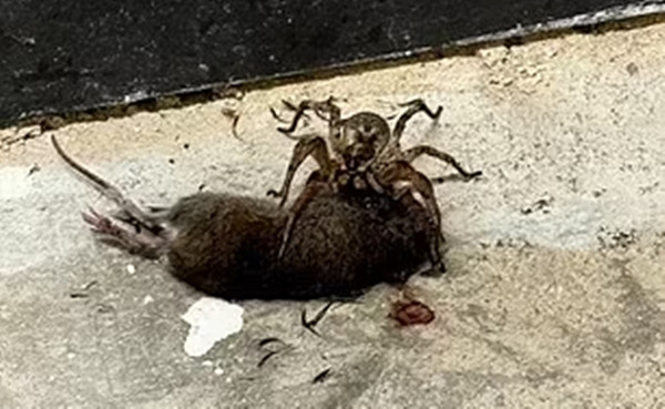 Nữ khoa học gia cũng thừa nhận rằng cô đã rất sợ hãi khi nhìn thấy cảnh tượng nhện sói ăn thịt chuột nhưng phải giữ bình tĩnh vì con trai đang ở phía sau.