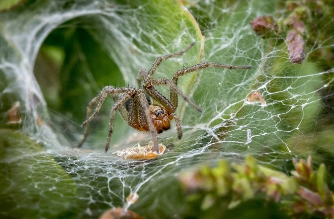 Cảnh tượng hiếm thấy và đáng kinh ngạc đã được ghi nhận tại Austin, Texas, Mỹ khi một con nhện sói được phát hiện đang săn giết và ăn thịt một con chuột cống lớn hơn nó nhiều lần.