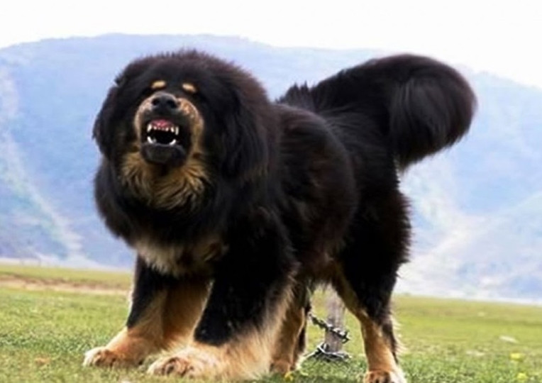 Với vóc dáng vạm vỡ, bộ lông dày để chống chịu khí hậu lạnh lẽo và đặc biệt là tính trung thành tuyệt đối, chó ngao Tây Tạng thực sự phù hợp với hình ảnh của Hao Thiên Khuyển.