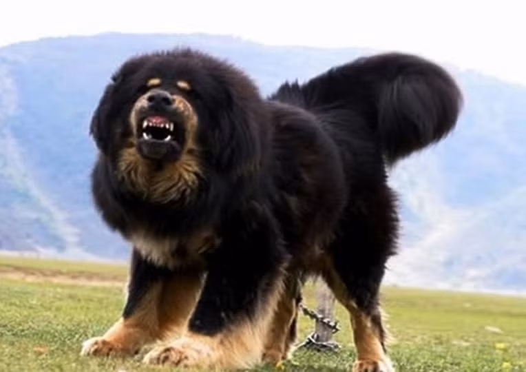Với vóc dáng vạm vỡ, bộ lông dày để chống chịu khí hậu lạnh lẽo và đặc biệt là tính trung thành tuyệt đối, chó ngao Tây Tạng thực sự phù hợp với hình ảnh của Hao Thiên Khuyển.