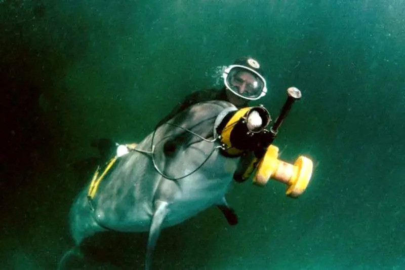 Cá heo chiến đấu của Nga ở Biển Đen tiếp tục thu hút sự chú ý của các cơ quan tình báo nước ngoài. Đã có giả định về quy mô của “nhóm dưới nước” này và chức năng của nó, nhưng vẫn chưa có thông tin chính xác. Bộ Quốc phòng của Nga cũng không tiết lộ thông tin đó.