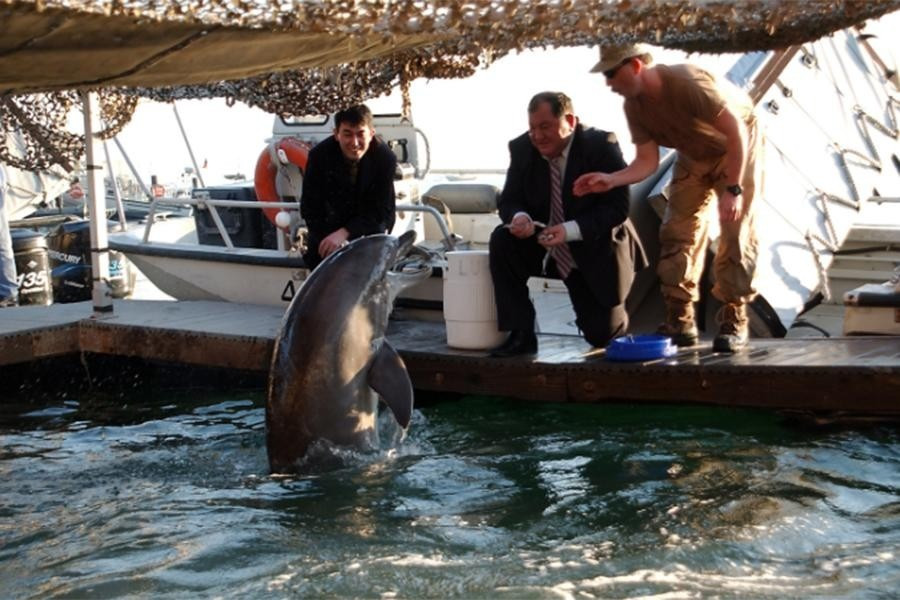Hai năm sau, vào tháng 3/2016, Bộ Quốc phòng Nga đặt hàng mua cá heo trên trang web mua sắm của chính phủ. Đến tháng 8 cùng năm, lực lượng này muốn tiếp nhận 5 con vật khỏe mạnh trong độ tuổi từ 3 đến 5 tuổi, dài từ 2,4 đến 2,7 m. Mặc dù vẫn chưa có thông tin chính xác về việc thực hiện đơn hàng này nhưng có thể chúng đã được tiến hành.