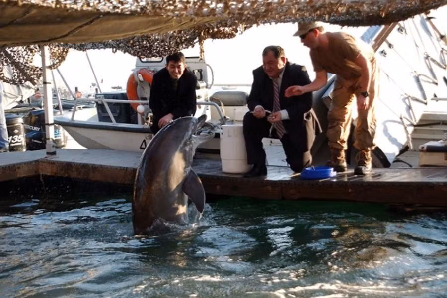 Hai năm sau, vào tháng 3/2016, Bộ Quốc phòng Nga đặt hàng mua cá heo trên trang web mua sắm của chính phủ. Đến tháng 8 cùng năm, lực lượng này muốn tiếp nhận 5 con vật khỏe mạnh trong độ tuổi từ 3 đến 5 tuổi, dài từ 2,4 đến 2,7 m. Mặc dù vẫn chưa có thông tin chính xác về việc thực hiện đơn hàng này nhưng có thể chúng đã được tiến hành.
