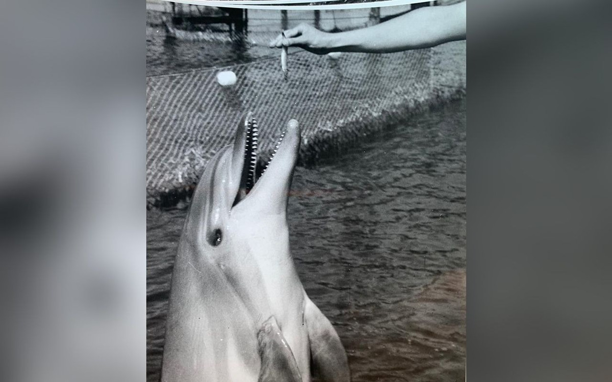 Nhiệm vụ mới của những chú cá heo này có thể sẽ là tìm kiếm những chiếc thuyền không người lái hoặc các phương tiện dưới nước của đối phương. Vì những lý do an ninh, tất cả các chi tiết về dự án này vẫn còn là một bí ẩn.