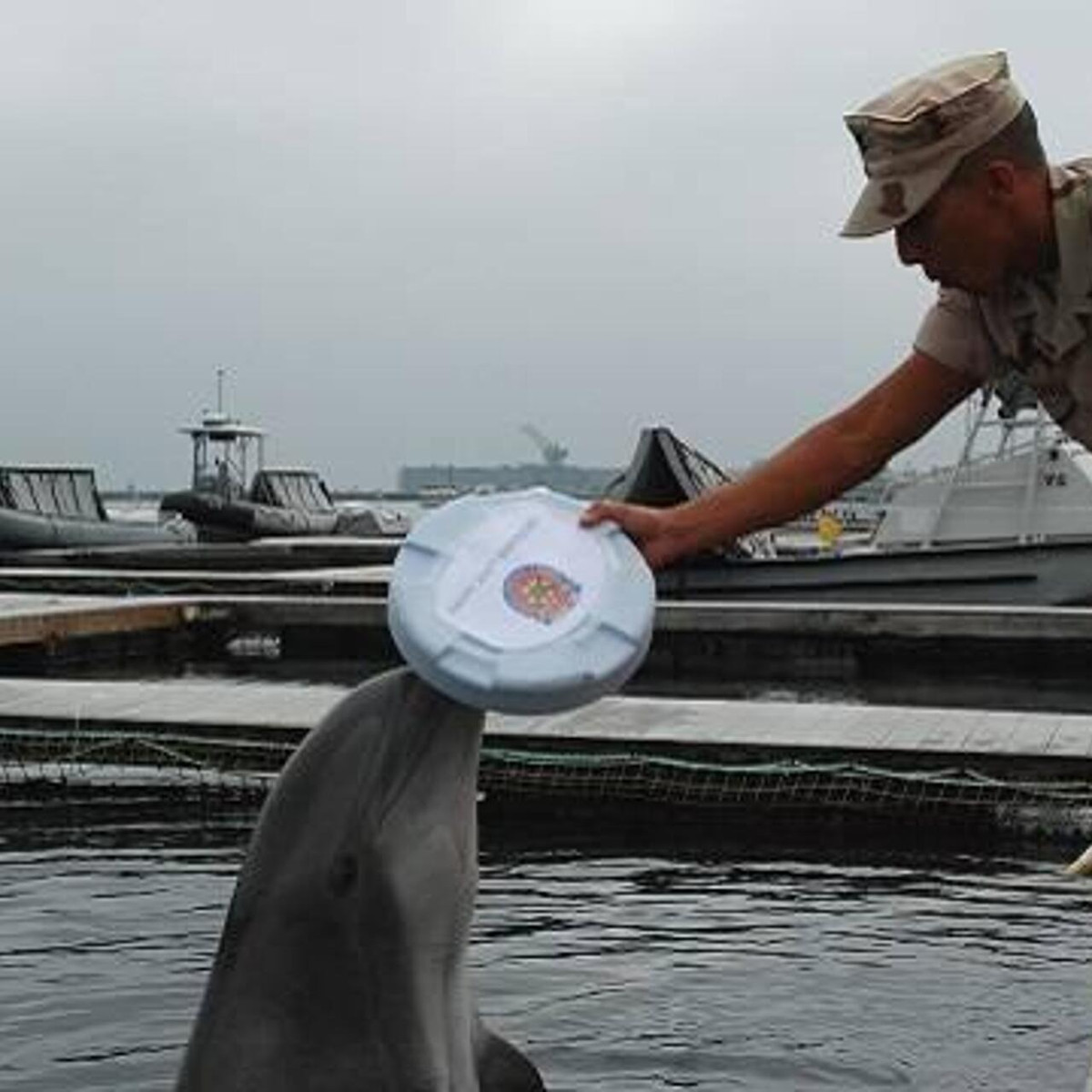 Vào mùa xuân năm 2014, bán đảo Crimea và Sevastopol được Nga sáp nhập. “Site 75” và các loài động vật có vú ở biển trở lại hoạt động. Thông tin chi tiết về các kế hoạch này và công việc đề xuất không được đưa ra vào thời điểm đó.
