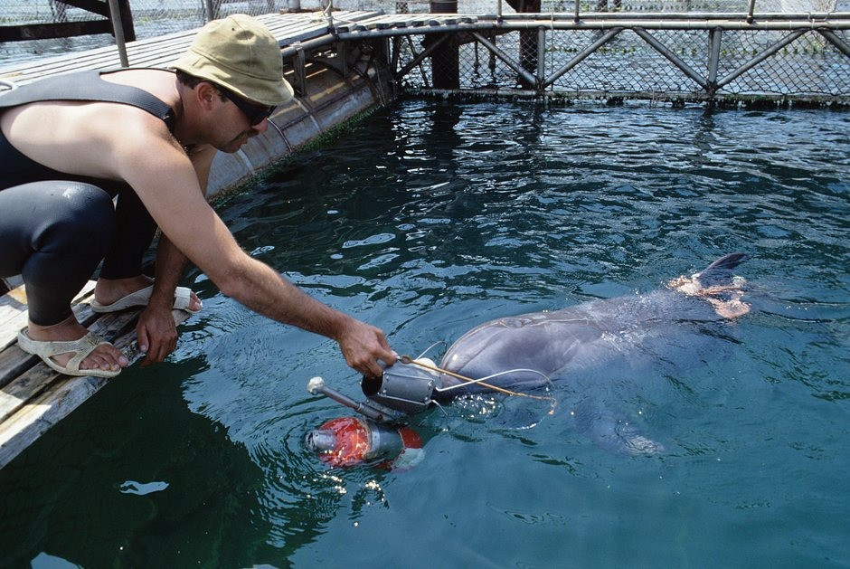 Có các thông tin cho rằng cá heo chiến đấu vẫn thực hiện các nhiệm vụ như trước đây. Chúng tham gia tuần tra trên các vùng nước và tìm kiếm các vật thể nguy hiểm như thiết bị nổ. Ngoài ra, cá heo còn phải phát hiện và vô hiệu hóa những mục tiêu xâm nhập từ biển.