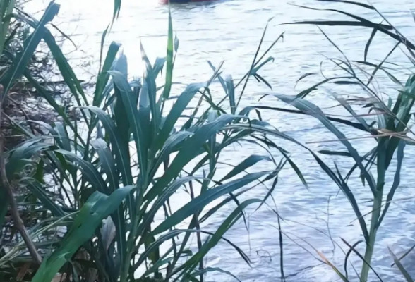 Cũng có ý kiến cho rằng, cha mẹ cậu đã quá khắt khe khi tịch thu điện thoại – phương tiện liên lạc quan trọng, đẩy em vào trạng thái cô lập và tuyệt vọng.