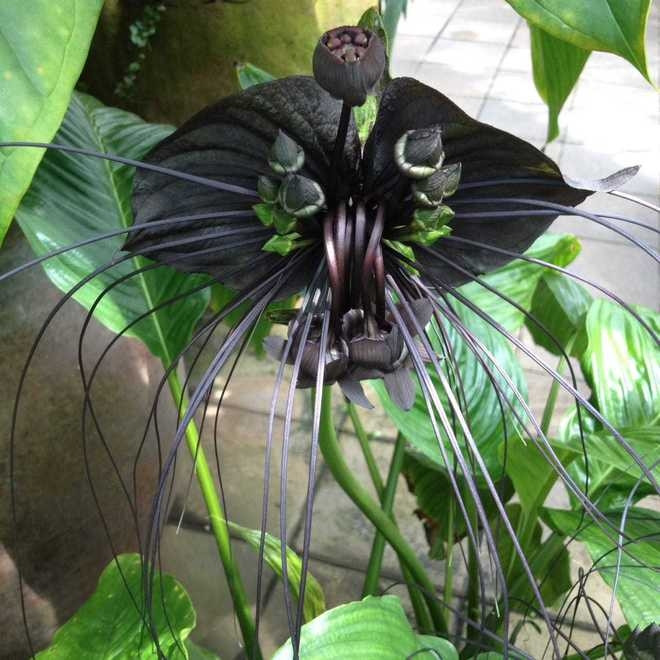 Giữa những khu rừng nhiệt đới rậm rạp của Đông Nam Á, nơi ánh sáng chỉ le lói qua tán cây, tồn tại một loài hoa kỳ dị và đầy ám ảnh, hoa dơi đen. Với hình dáng tựa đôi cánh dơi, sắc đen huyền bí và những tua nhụy dài như bộ ria của quái vật, hoa dơi đen khiến người ta vừa tò mò vừa sợ hãi.